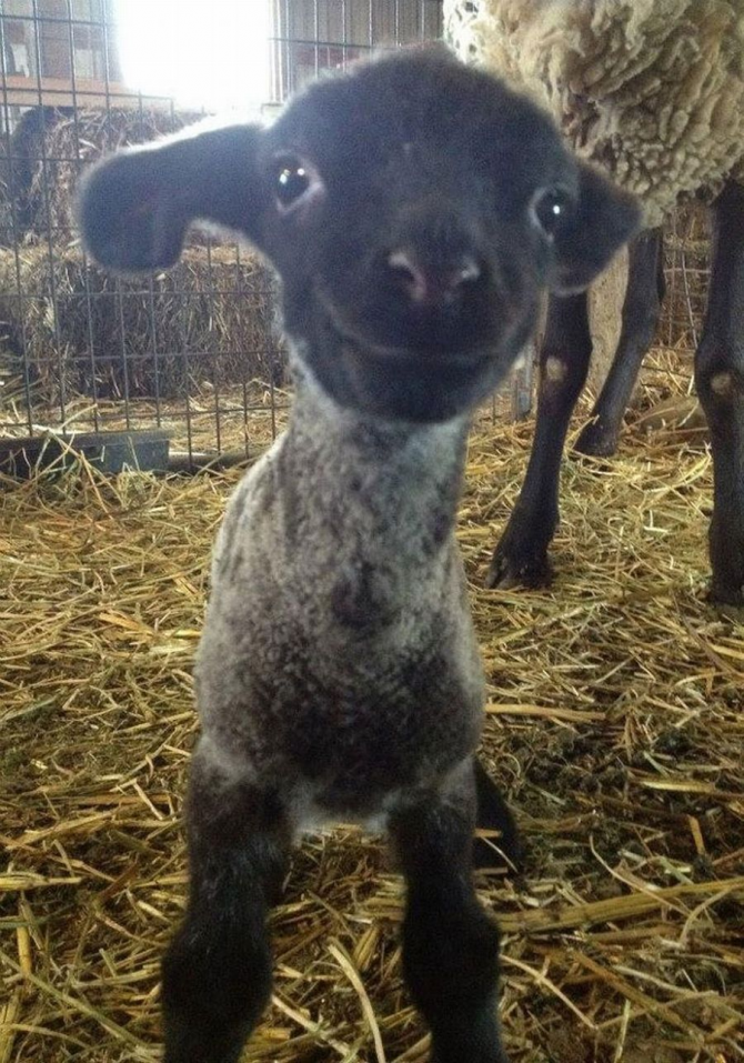 Bonjour tout le monde, dit le petit mouton