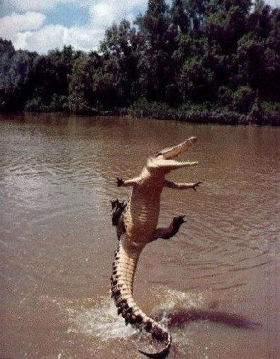 Krokodil fällt auf den Rücken des Lachens