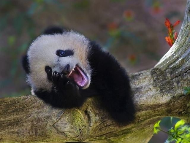 Panda che si dipana