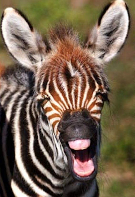 Zebra lachen