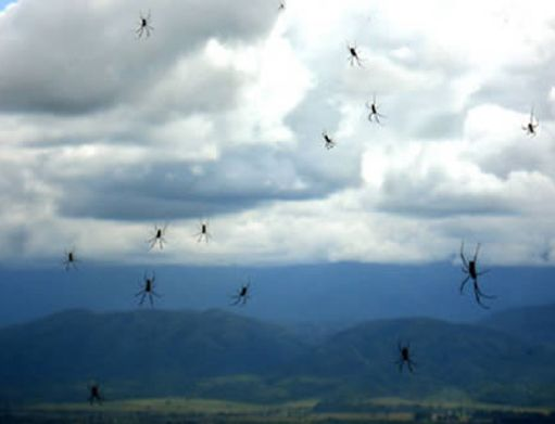 RAIN OF SPIDERS IN ARGENTINA