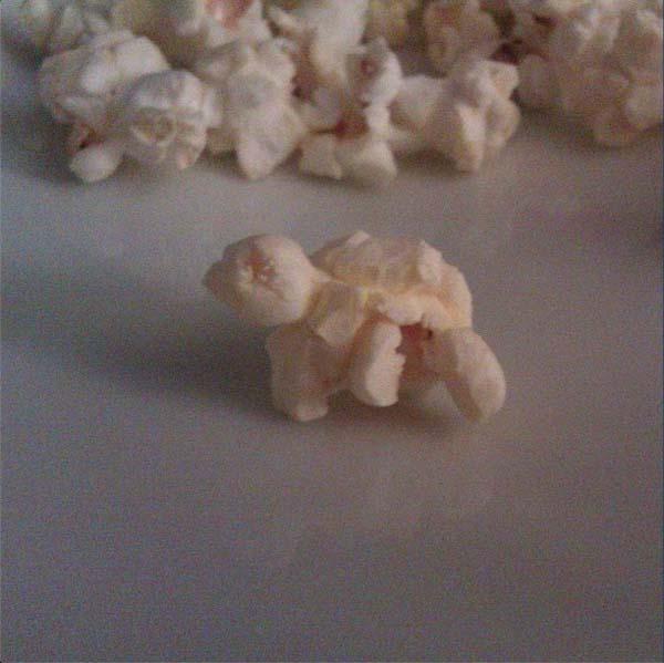 Želva popcorn