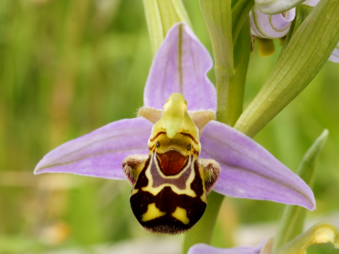 Glimlachende orchidee