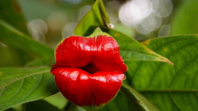 Uma flor muito beijável