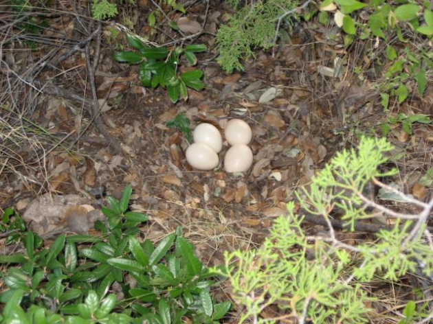 Откладка яиц имеет инкубацию около 28 дней, и они откладывают от 3 до 6 яиц ок.