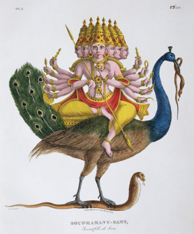 Dans l'hindouisme, le paon sert de monture à Kārttikeya ou Skanda, le dieu de la guerre