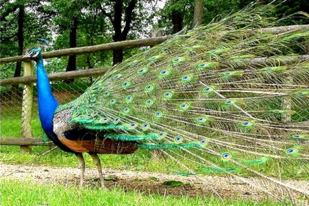 El 60% del largo de un pavo real está ocupado por su cola