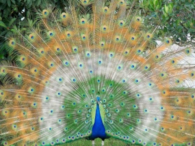 Es ist der Nationalvogel Indiens