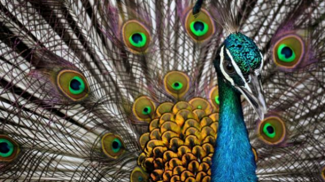 Peacock Curiosities