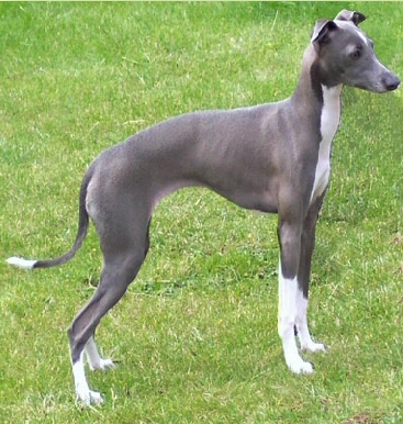 Anjing Greyhound Italia