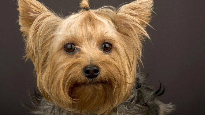 Yorkshire Terriers dog