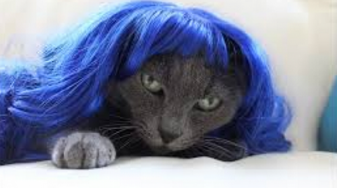 Kucing dengan rambut palsu
