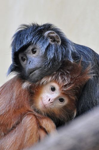 Маленькие обезьяны