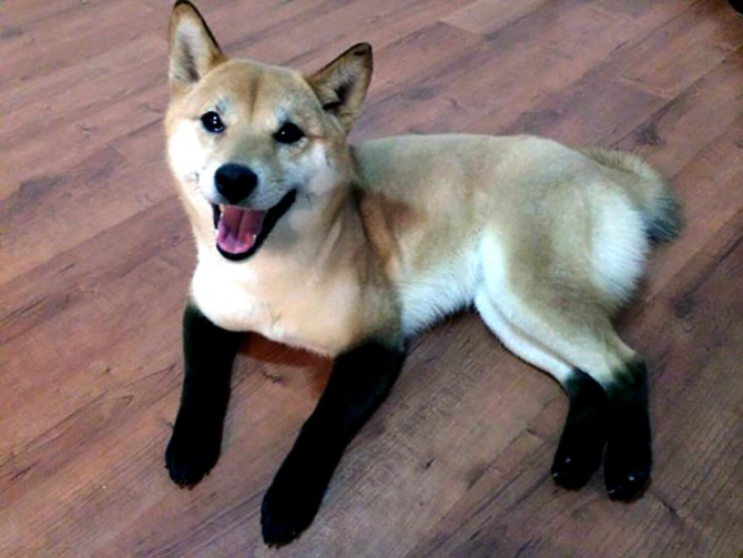 犬のブーツ
