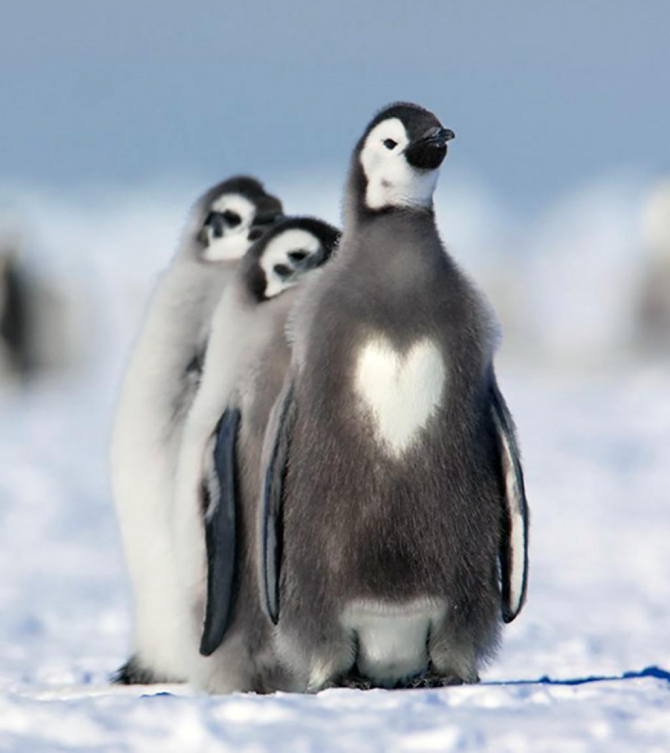 De pinguïn