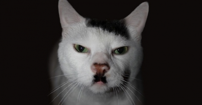 Hitler con mèo