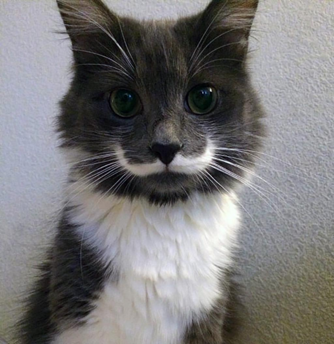 Le chat hipster
