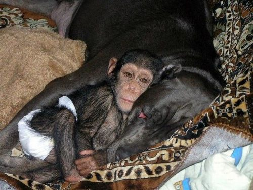 Dog sleeping with a monkey