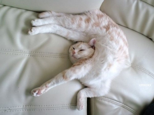Pisică contorsionistă în vise