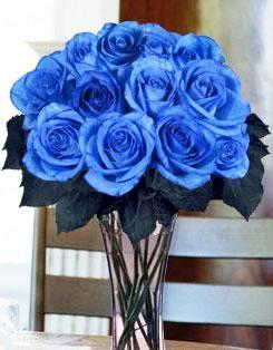 THE BLUE ROSES