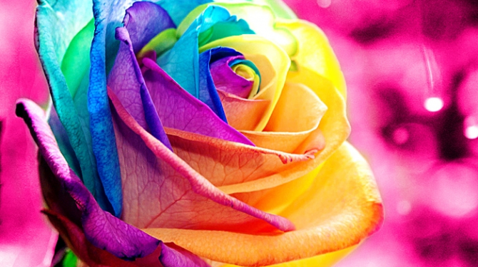 The meaning of colors in roses