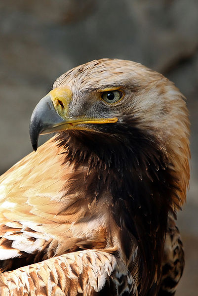 Águila Imperial Oriental.