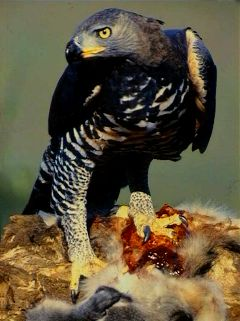 Crowned eagle.