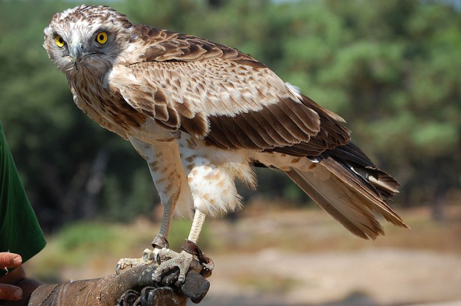 European short-toed eagle.