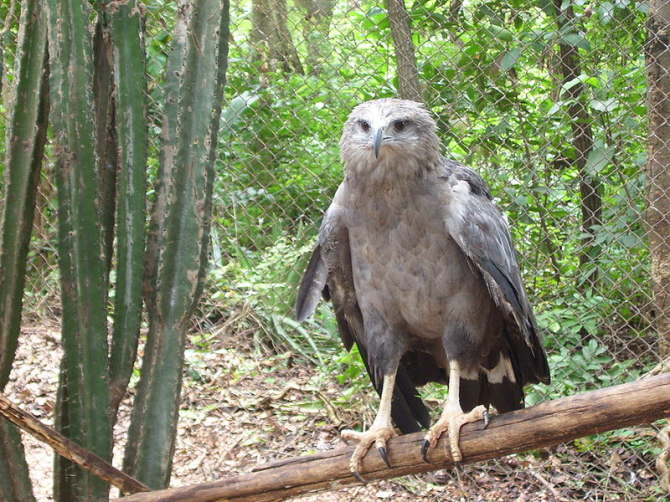 Lonely crowned eagle.
