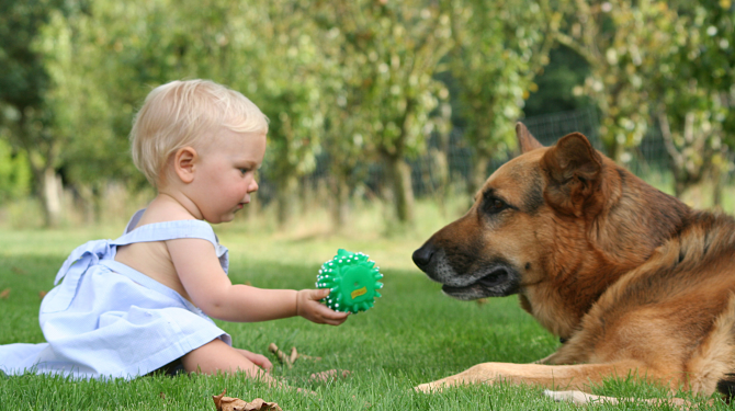 The best dogs for family living