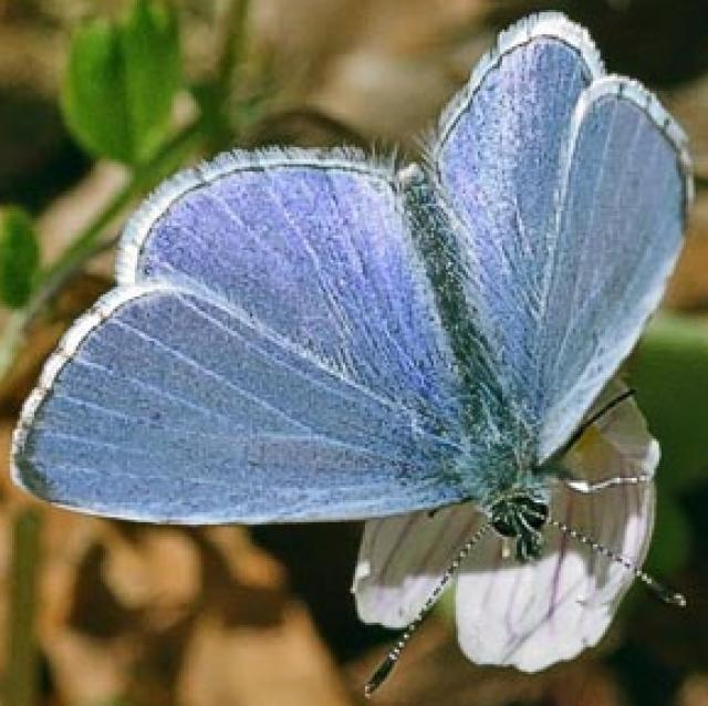 世界で最も美しい蝶