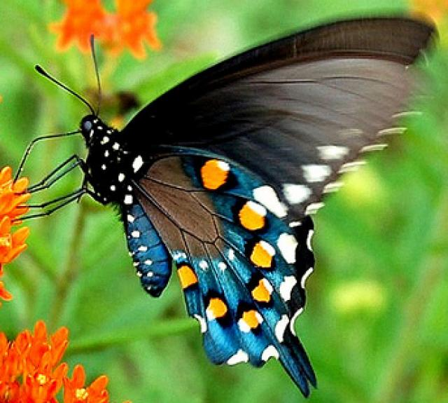Махаон бабочка аристолокия