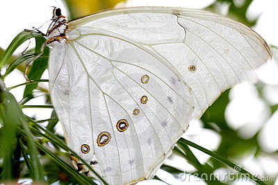 Белая морфо бабочка