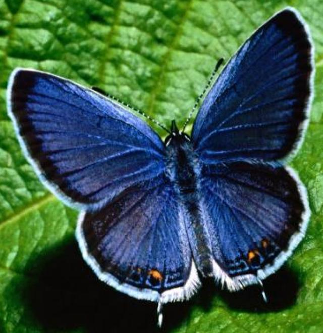 ファビオラ蝶