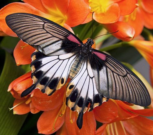 Большая мормонская бабочка