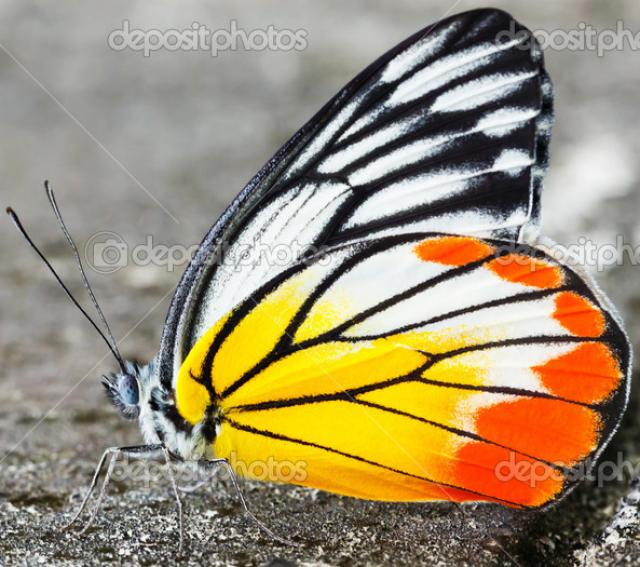 Бабочка Иезавель