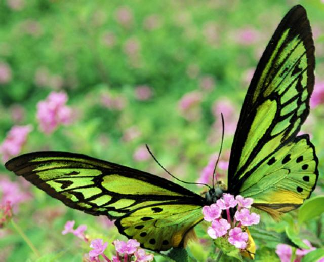 Крылья бабочки птицы