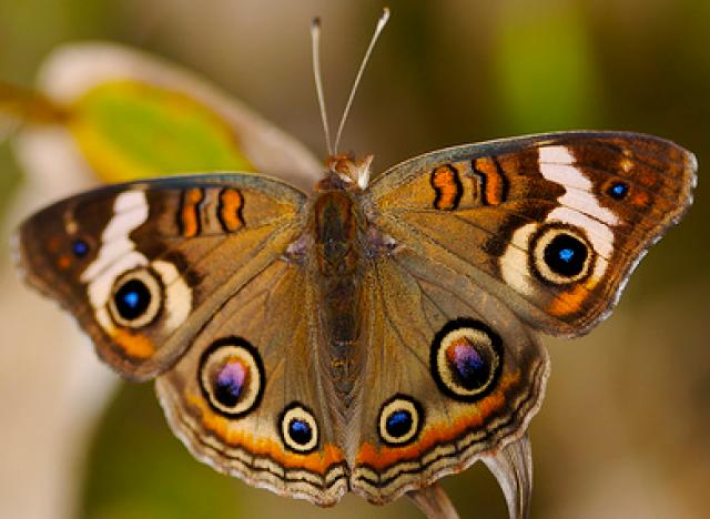 鹿の目の蝶