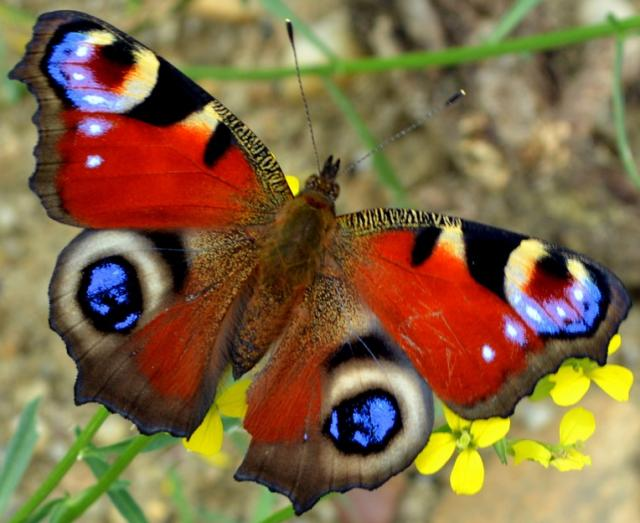孔雀の目の蝶