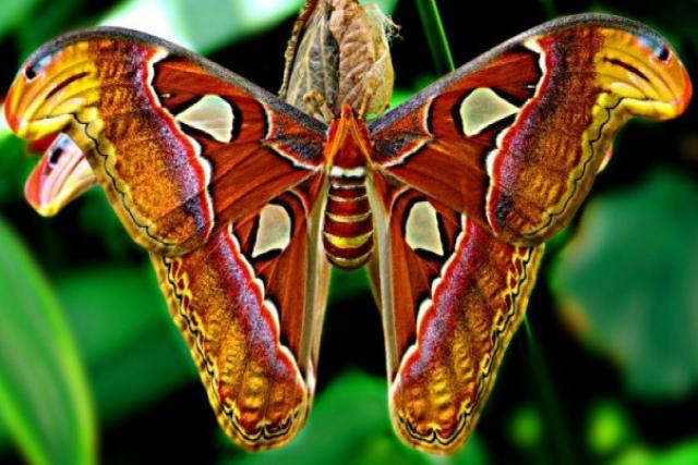 Atlas butterfly