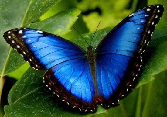 Blauer Morpho Schmetterling