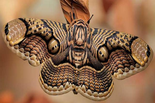 Brahman moth