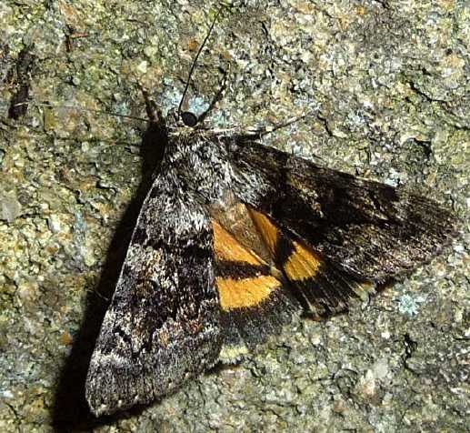 Catocala Schmetterling