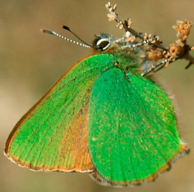 Cejialba Schmetterling