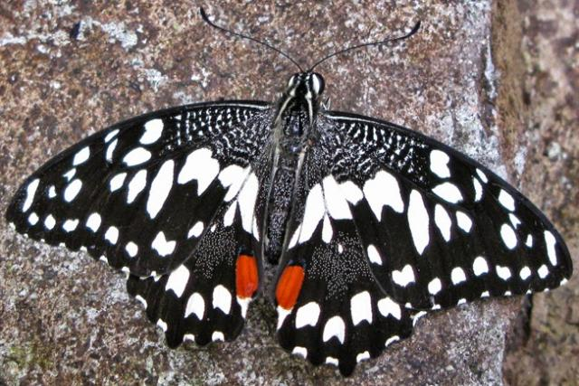 Citrus Swallowtail Schmetterling