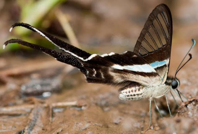 Drachenschwanz Schmetterling