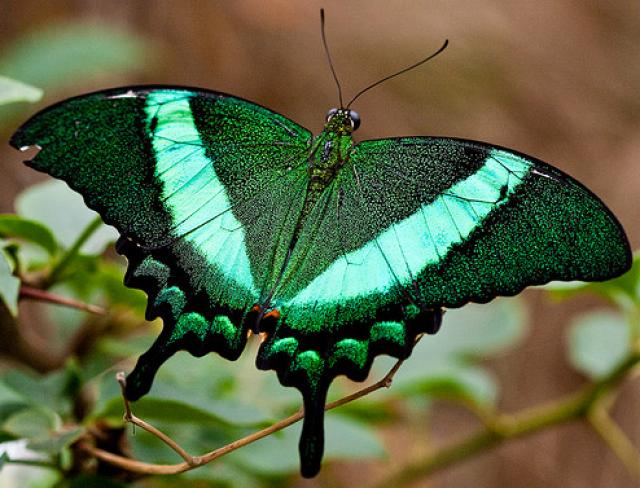 Emerald Swallowtail Schmetterling