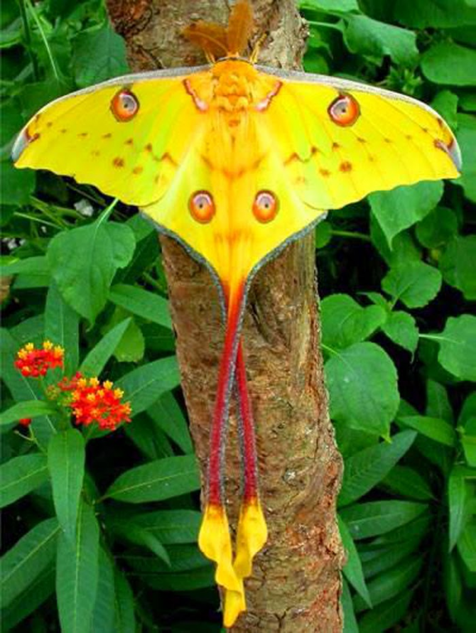 Farfalla aquilone
