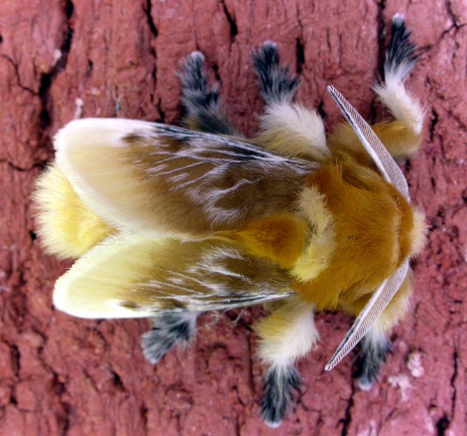 Flanelle Moth