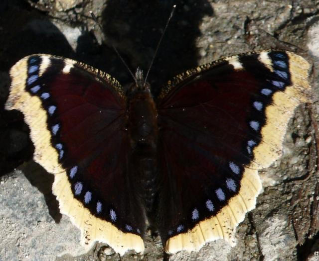 Gelber Rand-Schmetterling